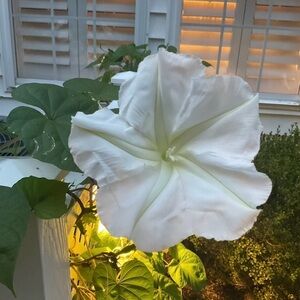 MOONFLOWER Seeds (15) Large Beautiful White Saucer Size Open In Evening
